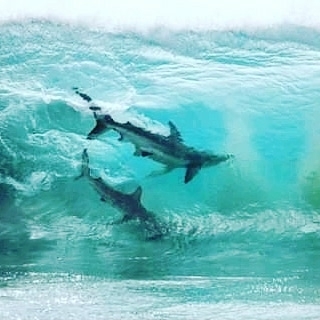 sharks