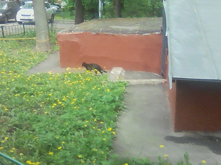 чёрная кошка