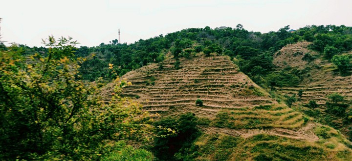 step farms