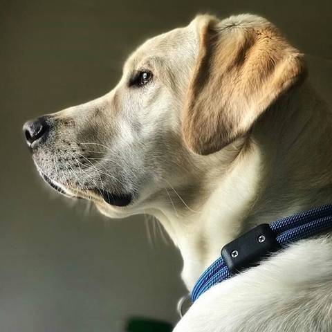 snout, dog háttérképek