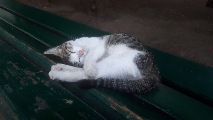 Sleeping cat