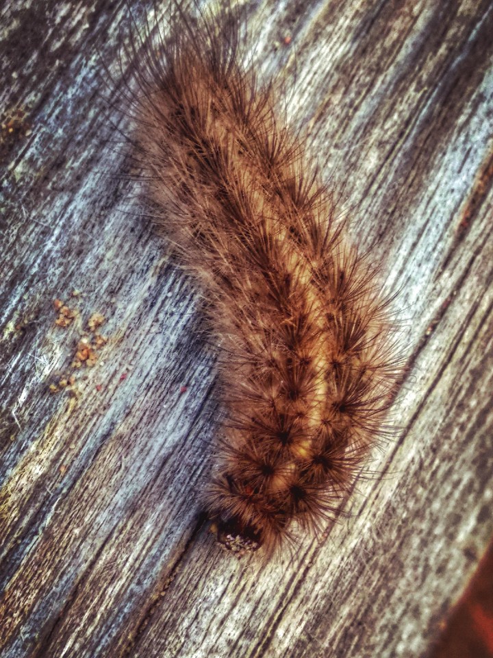 Caterpillar