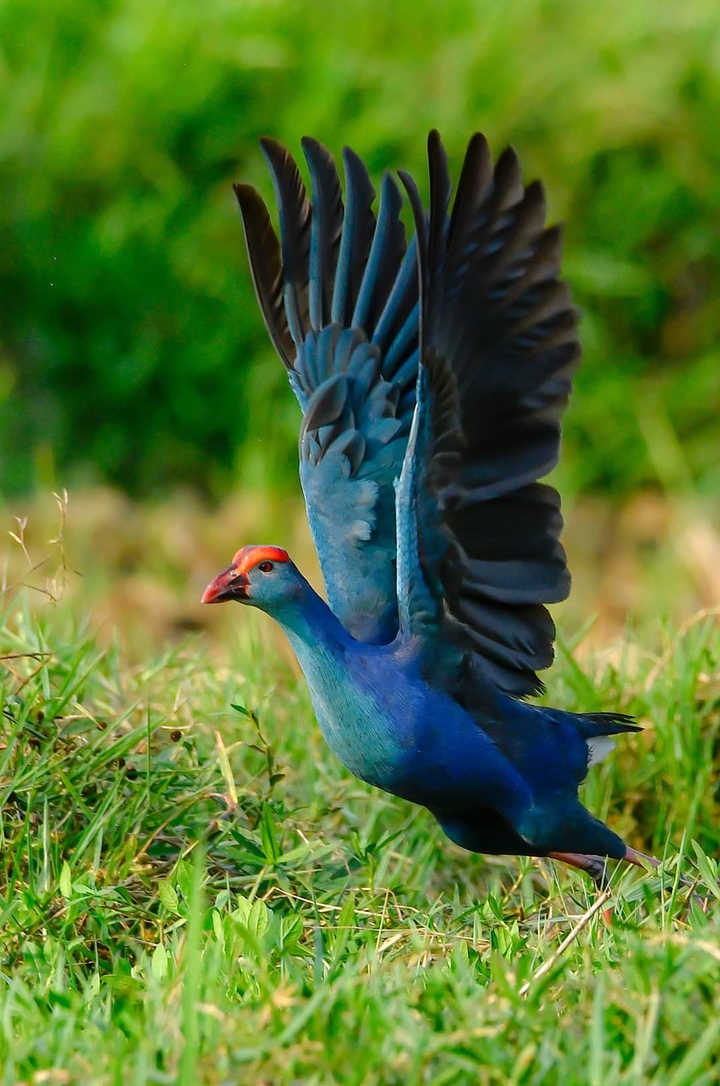 how's my click?