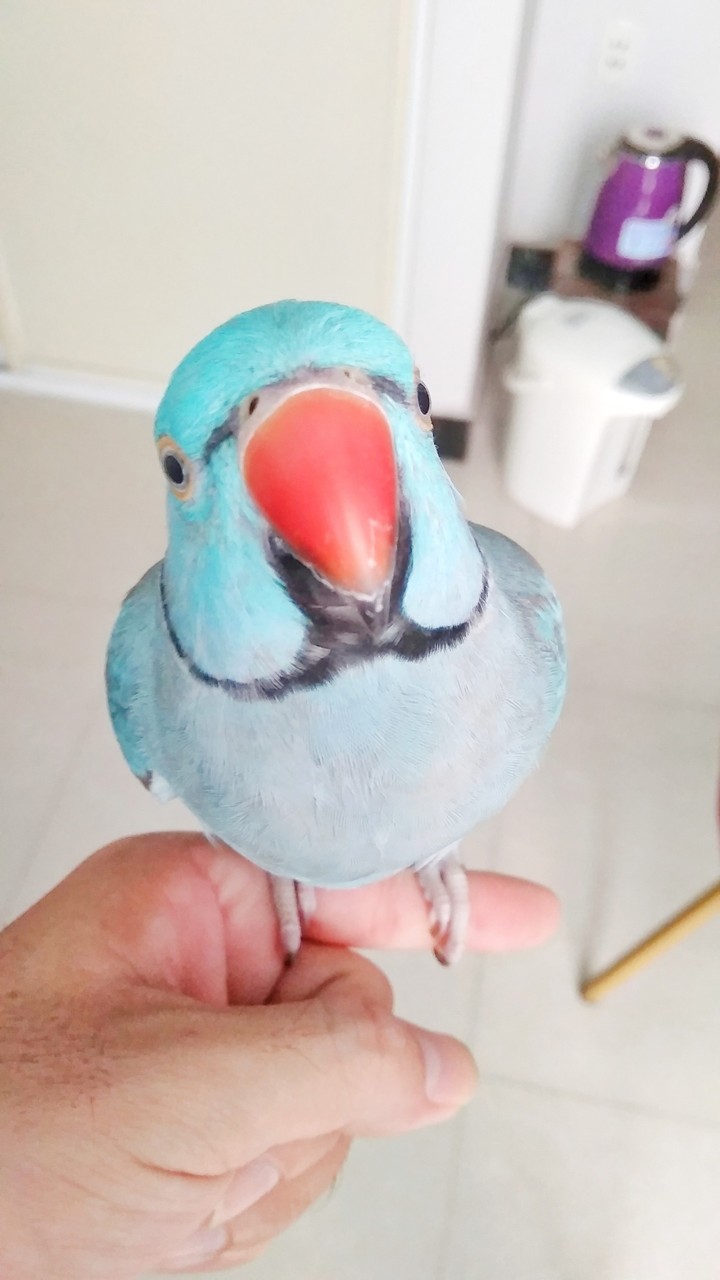 ringneck