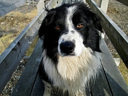 If It's Not A Broder Collie It's Just A Dog