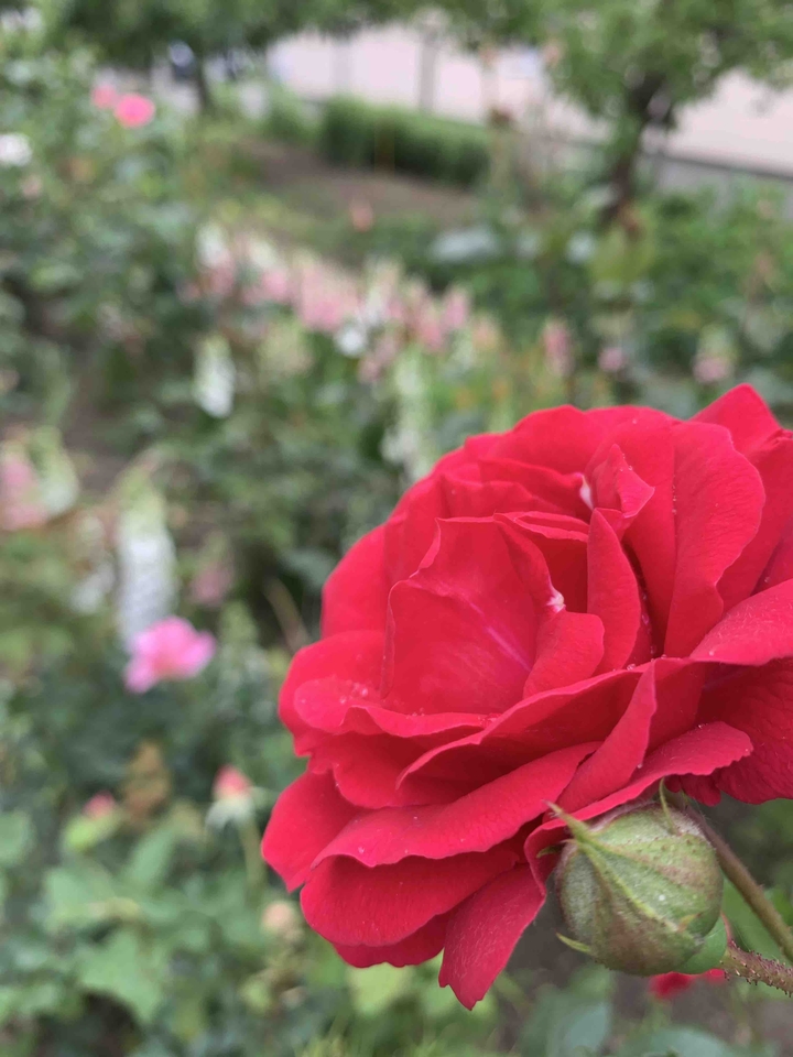 Roses are red