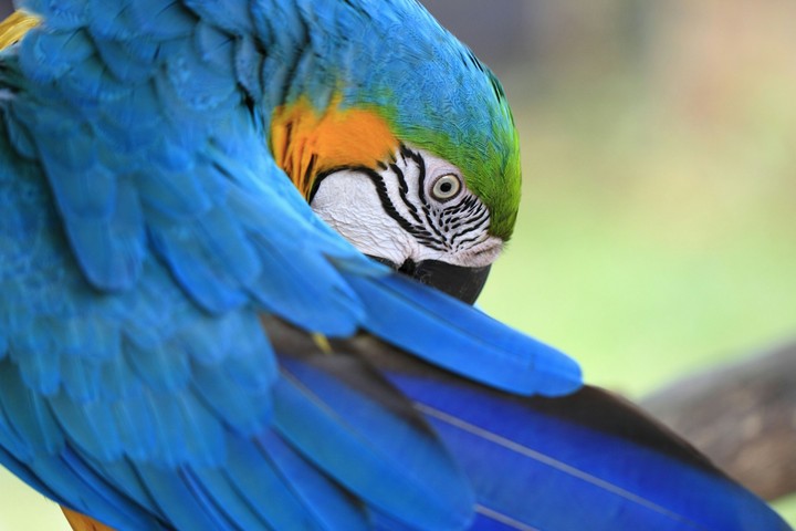 parrot