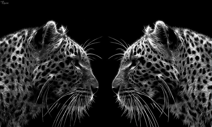 Leopards