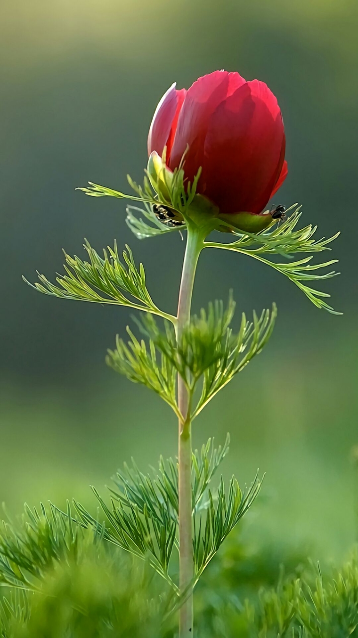 Beautiful flower