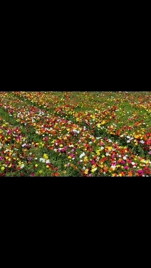 FAVORITO FLOWERS DADDIES
