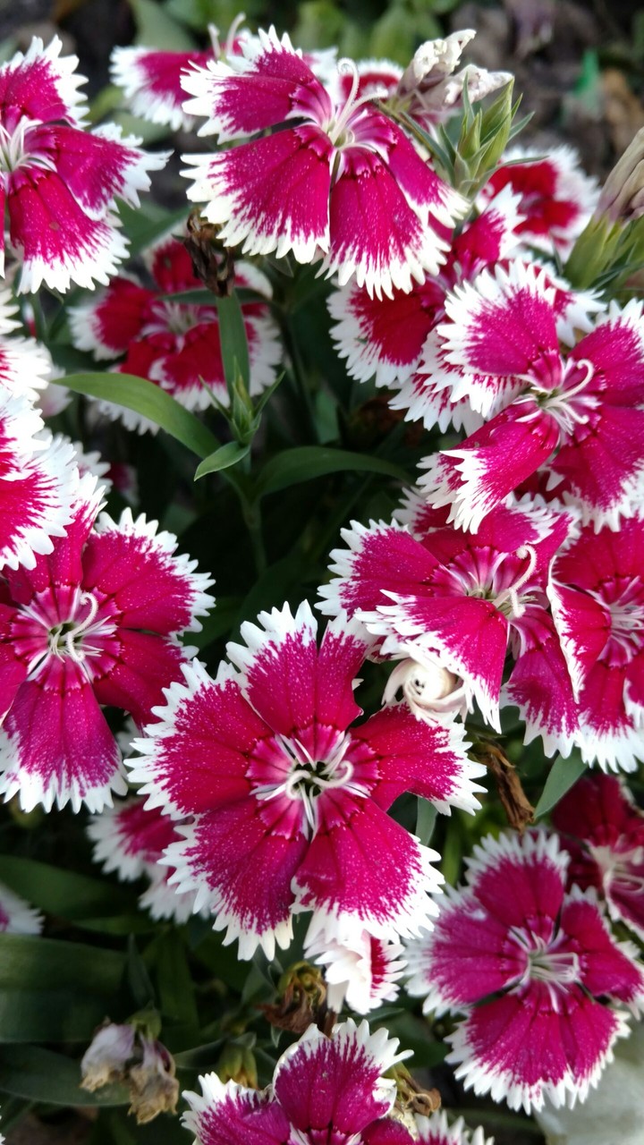 Primavera