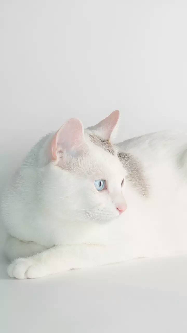 Sweet