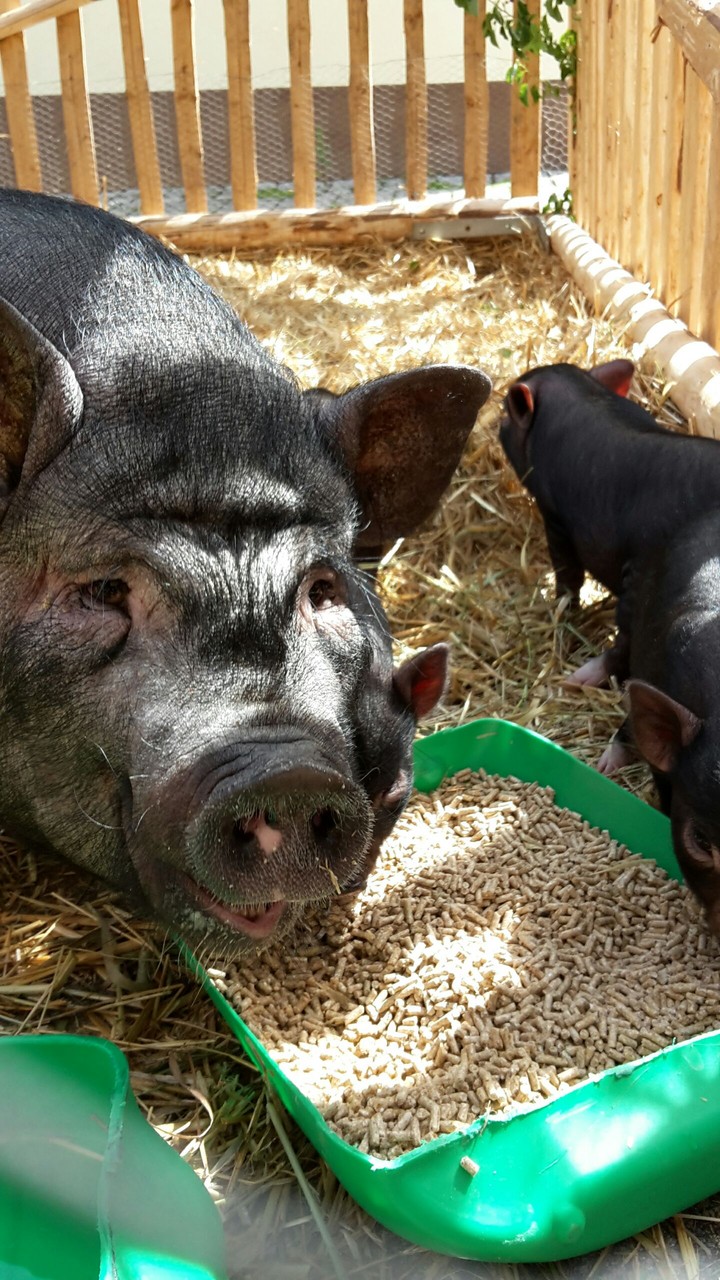 Schweine