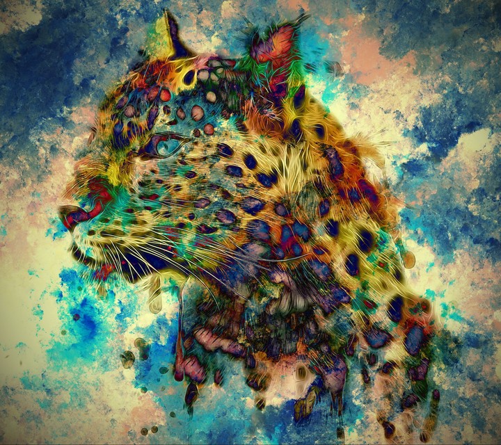 cheeta