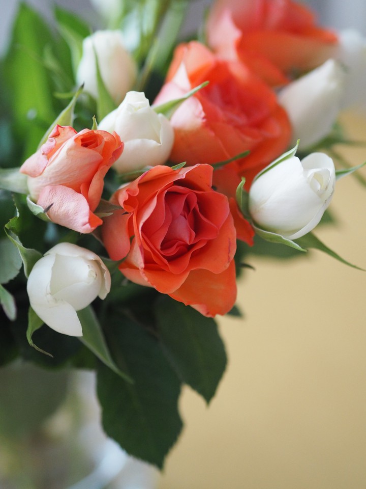 Roses