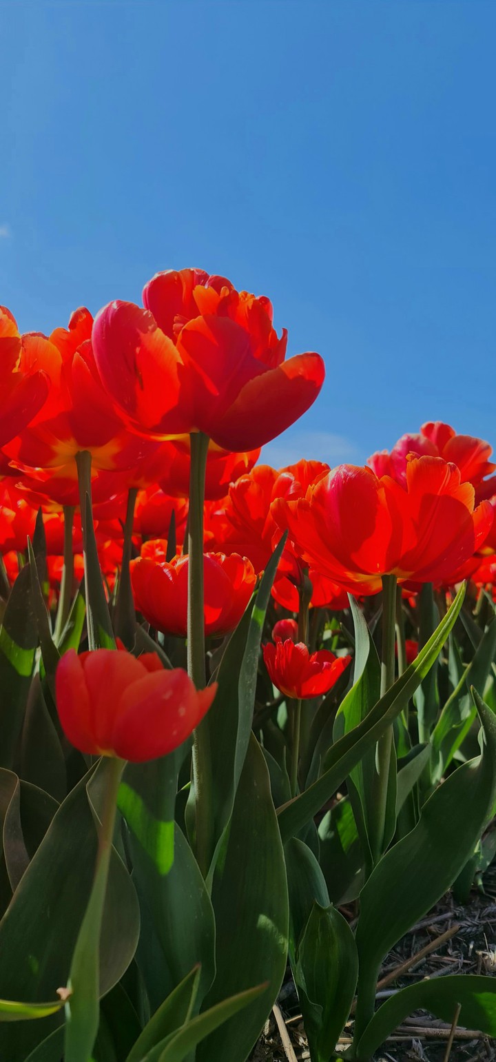 Tulips