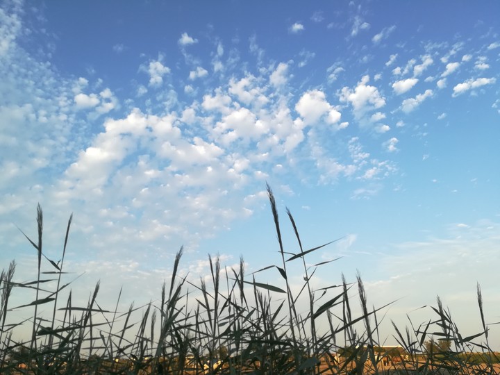 Cielo a pecorelle