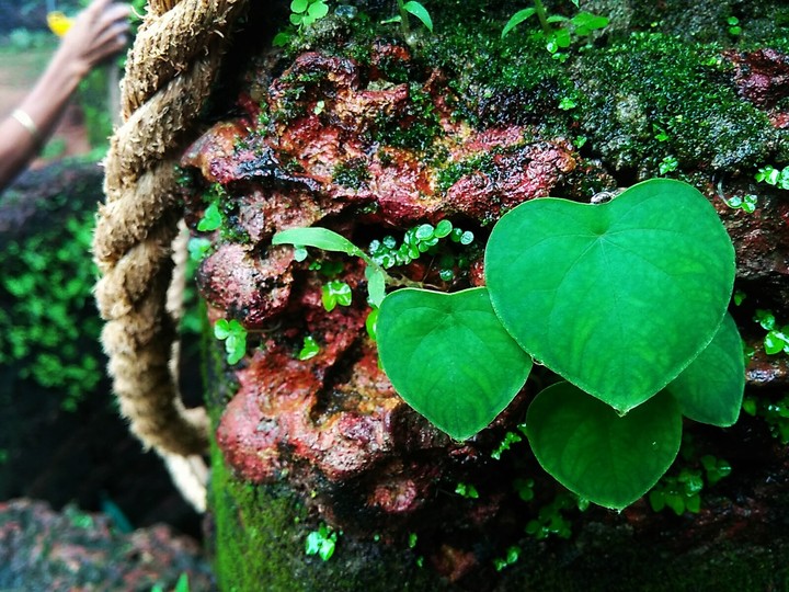Heart leaf