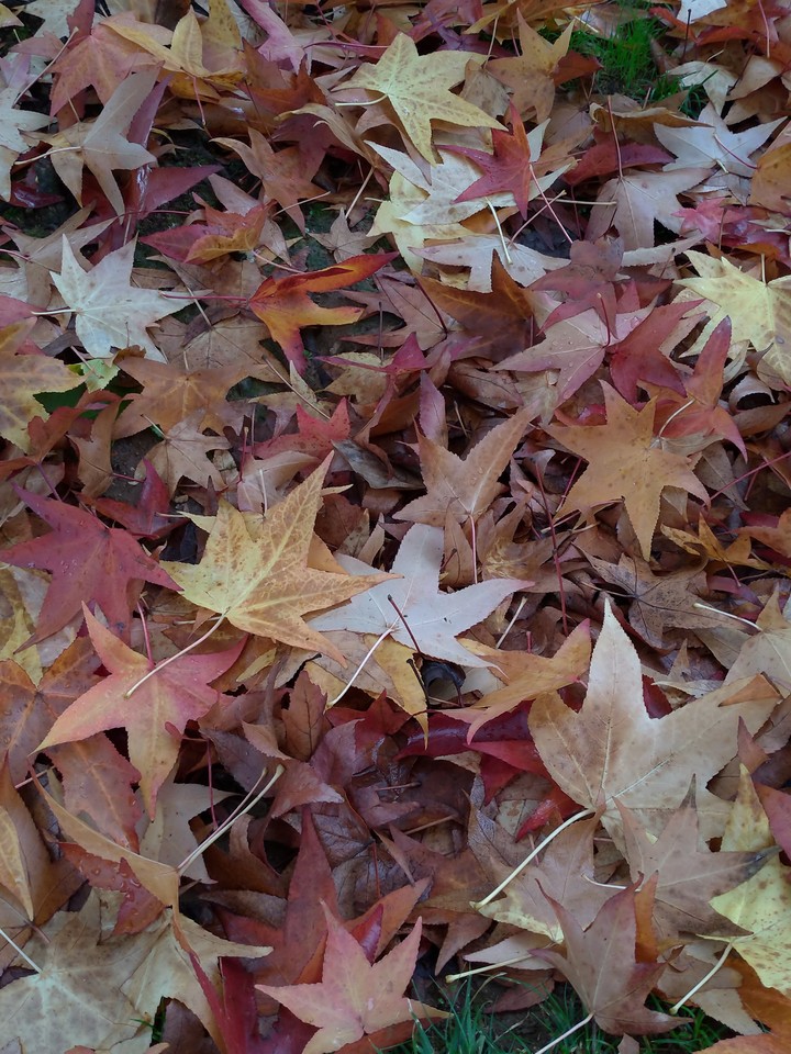 Autumn colors