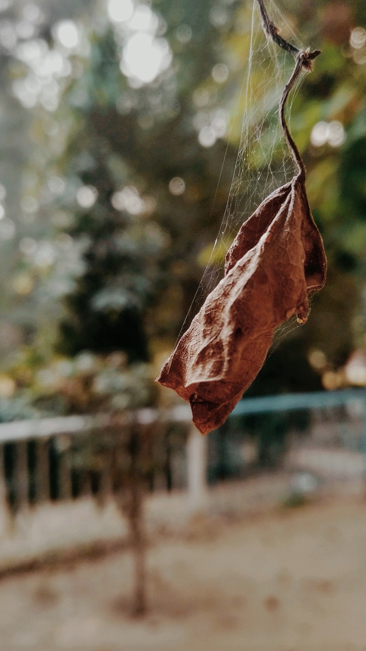 leaf photography