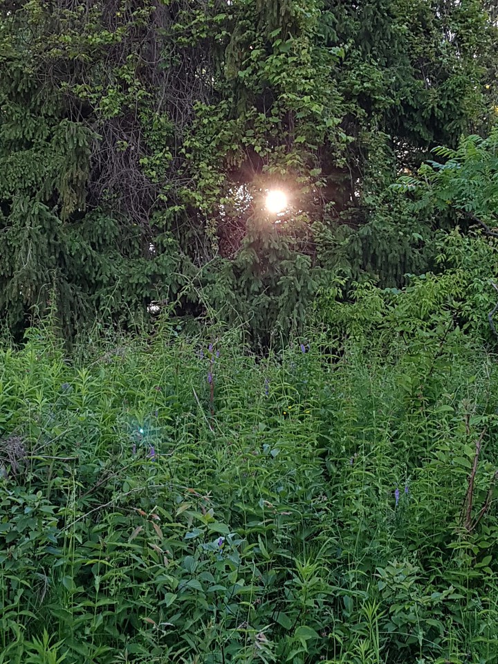 Sunlight Through the Foliage