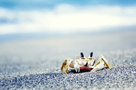 Crab