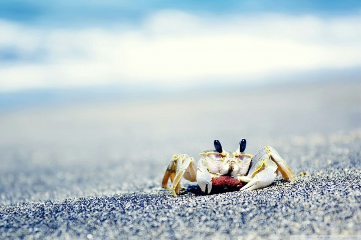Crab