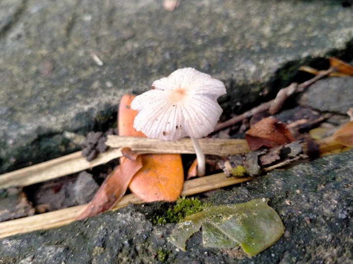 ? mushroom!