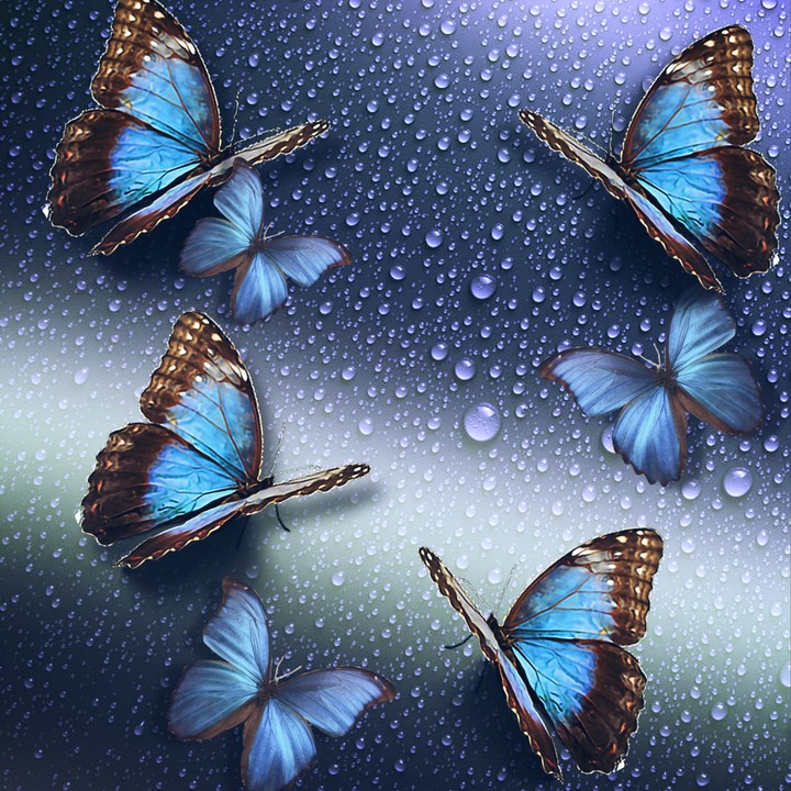 Butterfly