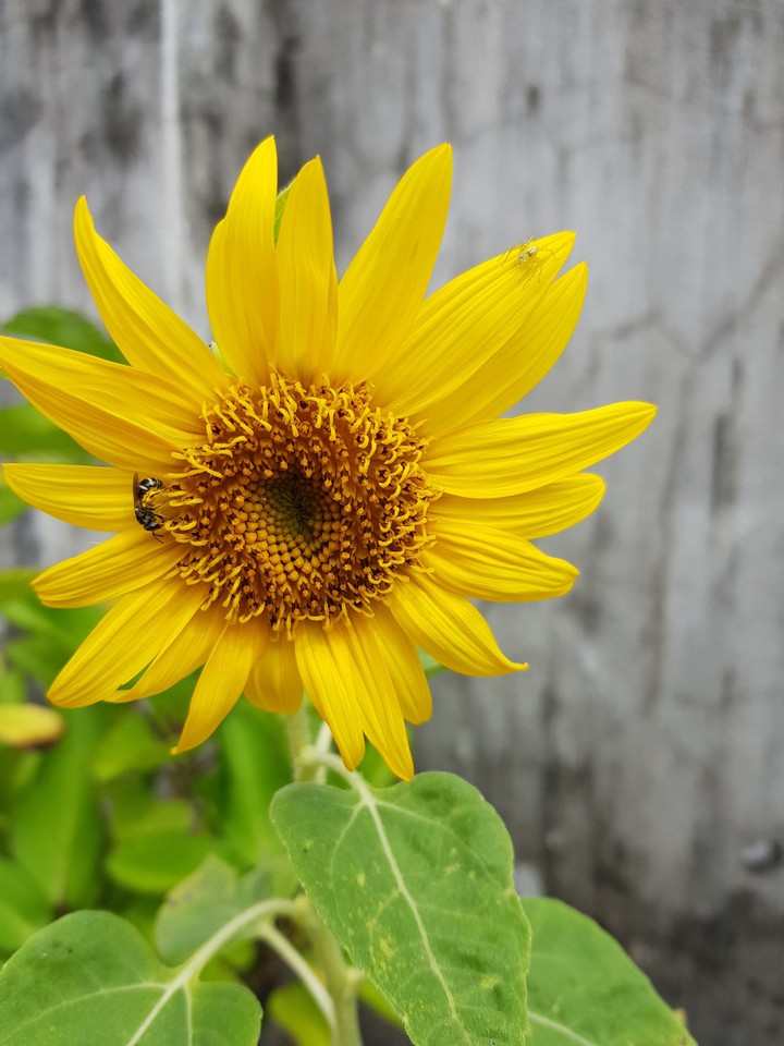 sun flower