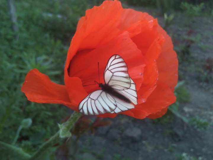 Red and white