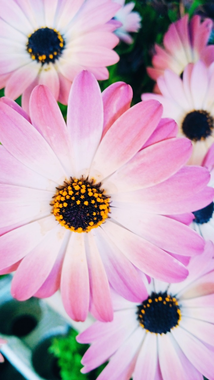 Vari fiori
