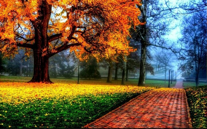 tree on the street