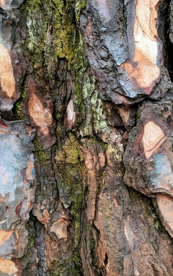 ? treee