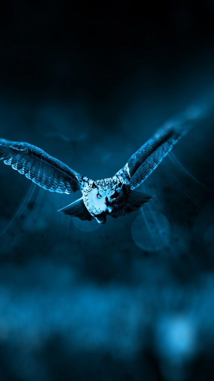 Fluing Owl