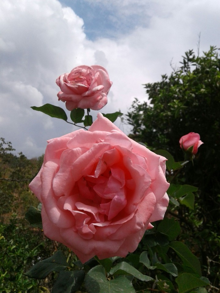 flor