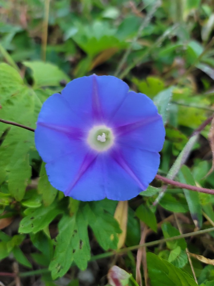 나팔꽃