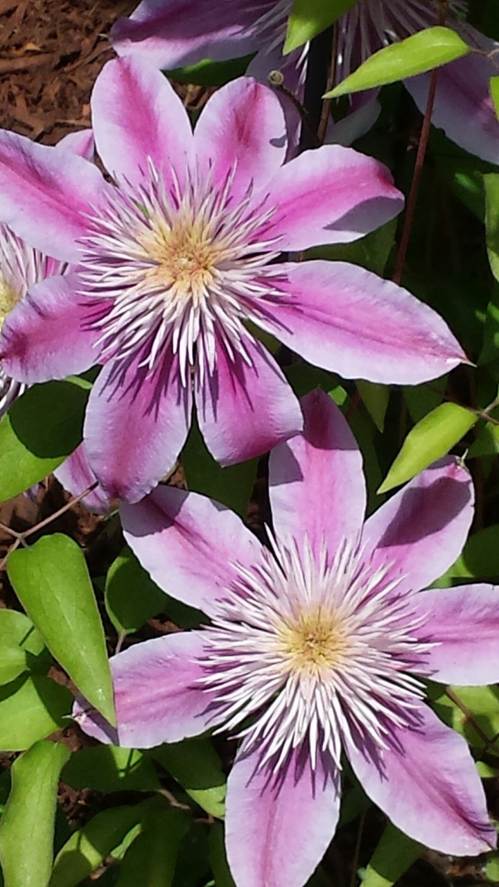 flowers