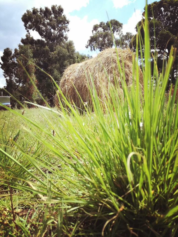 Haystack