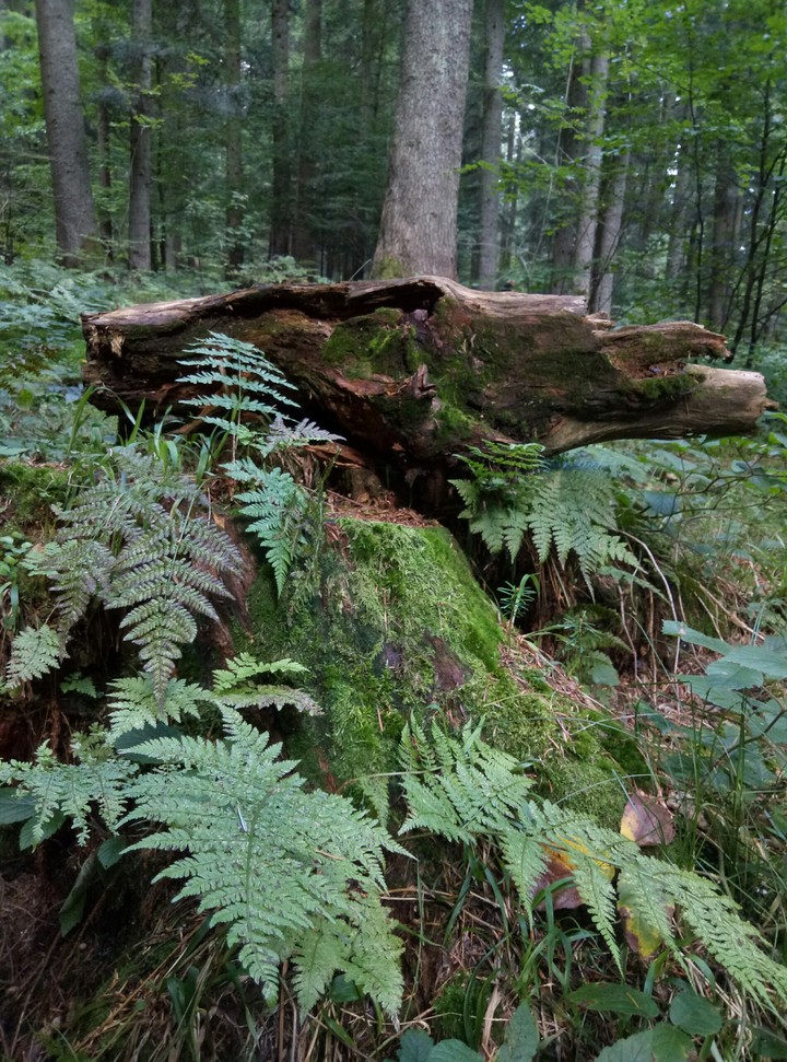 forest