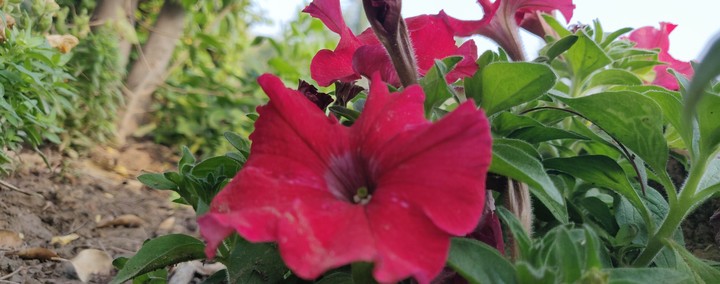 nature's bliss