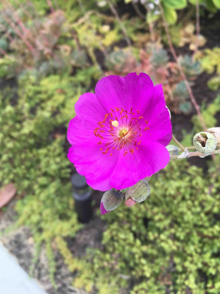Magenta
