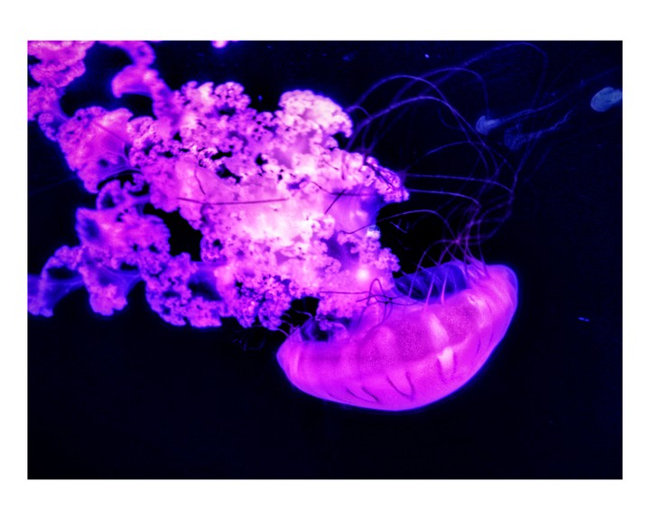 jellyfish