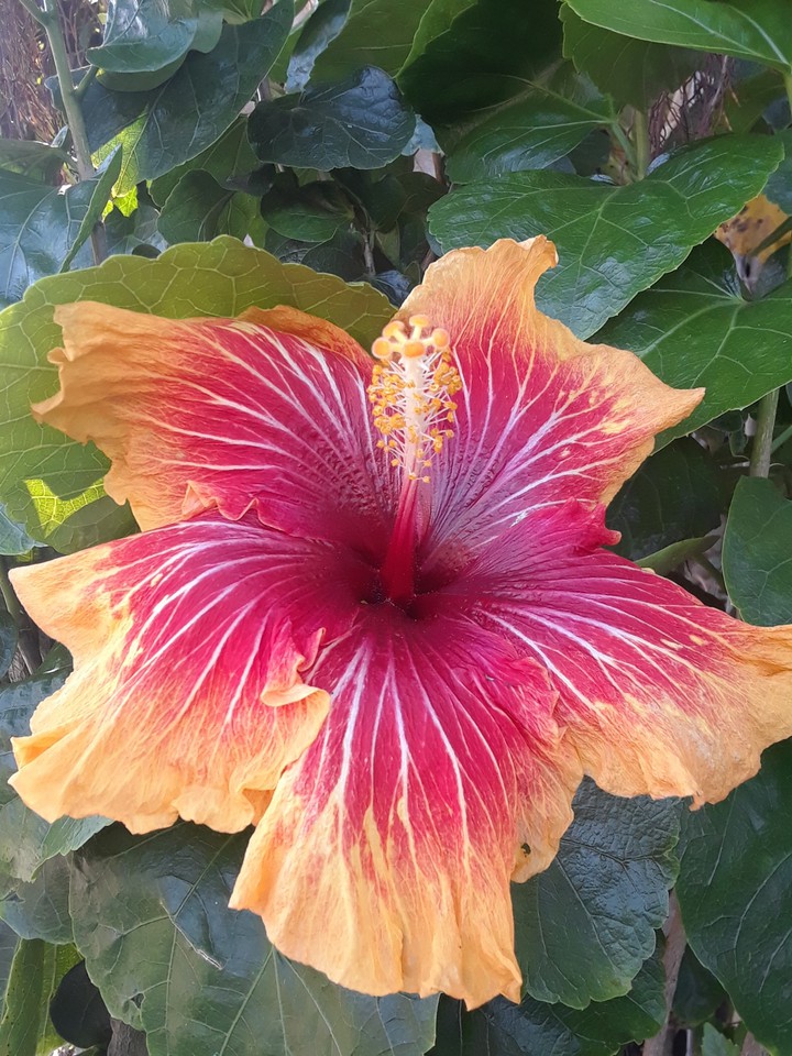 red flower