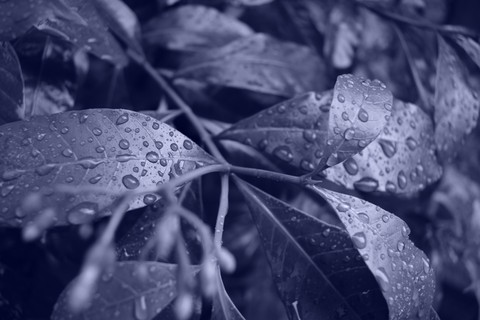 Drops