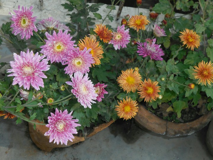 Flower Garden