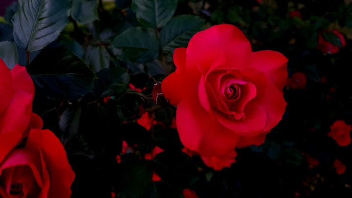 The Rose