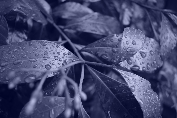 Drops