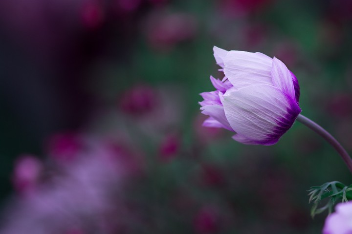 Purple Flower
