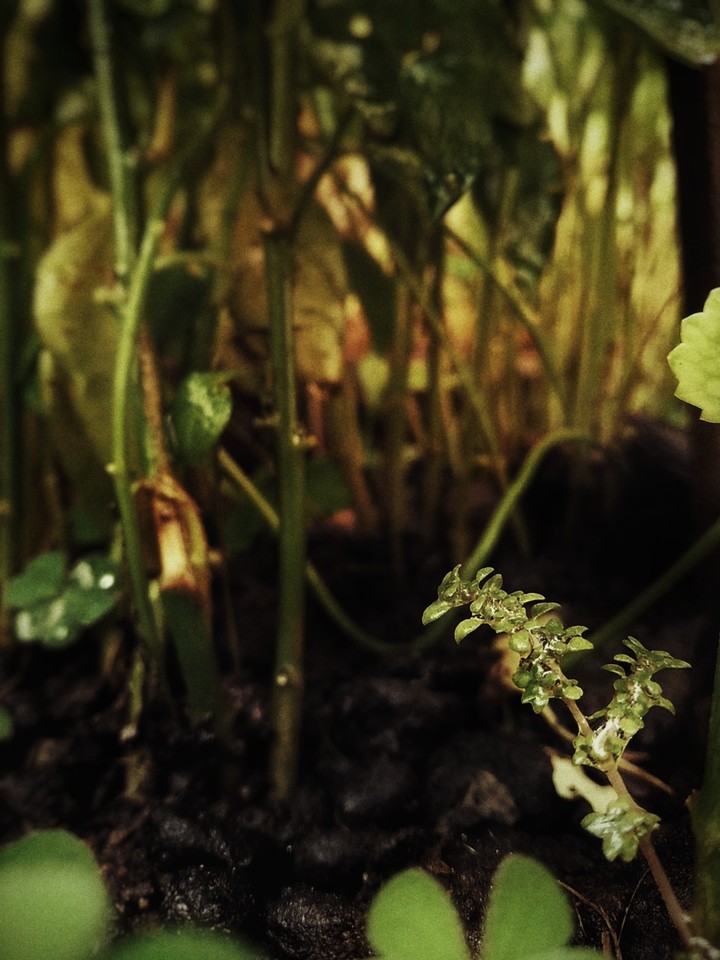 Insect world.